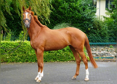 Trakehner, Mare, 3 years, 16,2 hh, Chestnut-Red