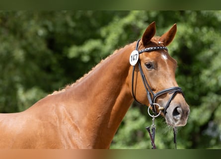 Trakehner, Mare, 3 years, 16,2 hh, Chestnut-Red