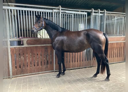 Trakehner, Mare, 3 years, 16 hh, Bay-Dark