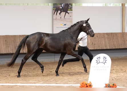 Trakehner, Mare, 3 years, 16 hh, Black