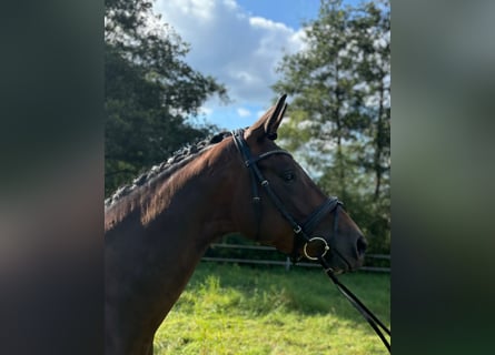 Trakehner, Mare, 3 years, 16 hh, Brown