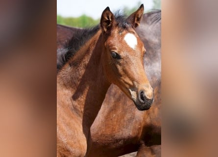Trakehner, Mare, 3 years, 16 hh, Brown