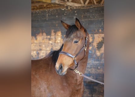 Trakehner, Mare, 3 years, 16 hh, Brown