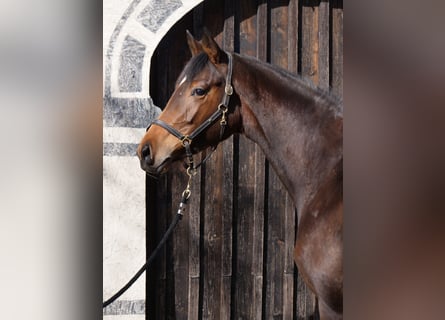 Trakehner, Mare, 3 years, 16 hh, Brown