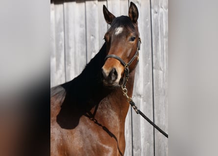 Trakehner, Mare, 3 years, 16 hh, Brown