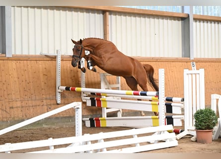 Trakehner, Mare, 3 years, 16 hh, Chestnut-Red