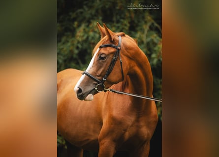 Trakehner, Mare, 3 years, 16 hh, Chestnut-Red