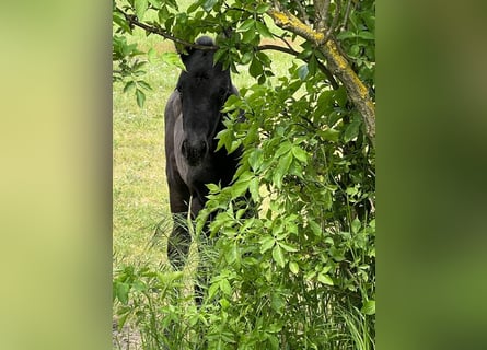 Trakehner, Mare, 3 years, 16,1 hh, Black