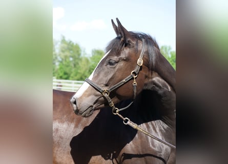 Trakehner, Mare, 3 years, 16,1 hh, Smoky-Black