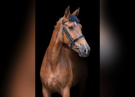 Trakehner, Mare, 4 years, 15.2 hh, Bay