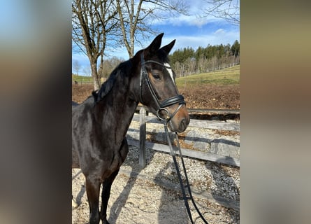 Trakehner, Mare, 4 years, 15.2 hh, Brown