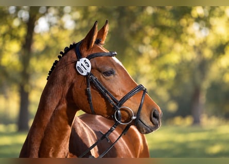 Trakehner, Mare, 4 years, 15.2 hh, Brown