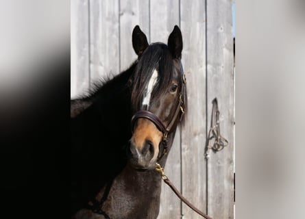 Trakehner, Mare, 4 years, 15,2 hh, Brown