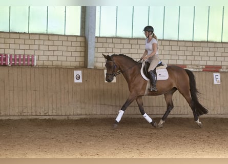 Trakehner, Mare, 4 years, 15.3 hh, Brown