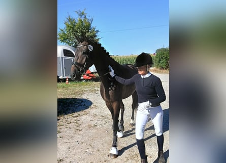 Trakehner, Mare, 4 years, 16.1 hh, Bay-Dark