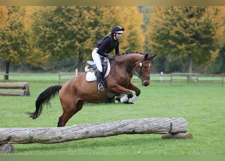 Trakehner, Mare, 4 years, 16.1 hh, Brown