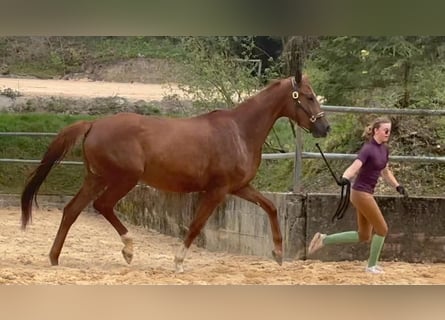 Trakehner, Mare, 4 years, 16,1 hh, Chestnut-Red