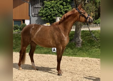 Trakehner, Mare, 4 years, 16.1 hh, Chestnut-Red