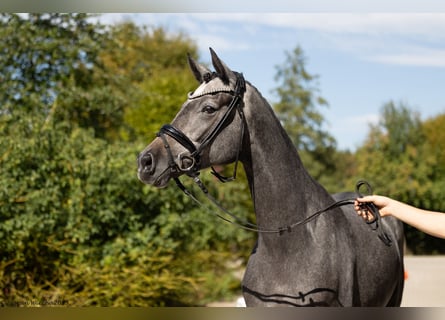 Trakehner, Mare, 4 years, 16.1 hh, Gray