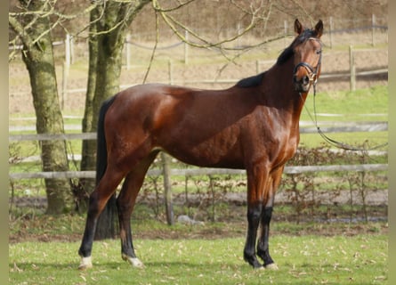 Trakehner, Mare, 4 years, 16.3 hh, Brown