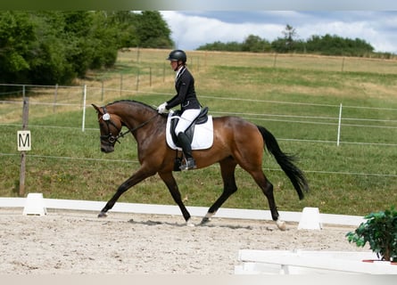 Trakehner, Mare, 4 years, 16 hh, Brown