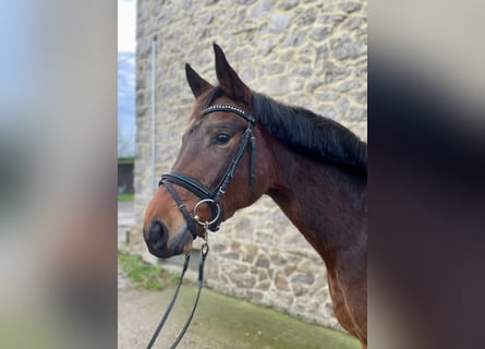 Trakehner, Mare, 4 years, 16 hh, Brown