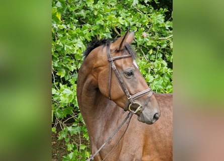 Trakehner, Mare, 4 years, 16 hh, Brown