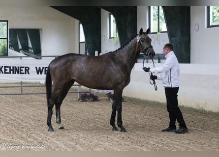 Trakehner, Mare, 4 years, 16 hh, Grey