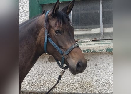 Trakehner, Mare, 4 years, 16,1 hh, Bay-Dark