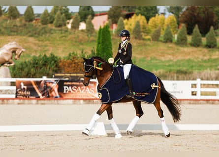 Trakehner, Mare, 4 years, 16,1 hh, Bay