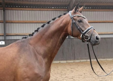 Trakehner, Mare, 4 years, 16,1 hh, Brown