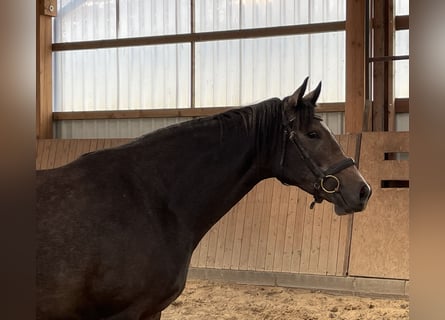 Trakehner, Mare, 4 years, 16,1 hh, Can be white