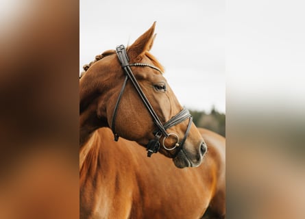 Trakehner, Mare, 4 years, 16,1 hh, Chestnut-Red