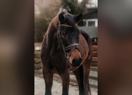 Trakehner, Mare, 4 years, 16,1 hh
