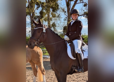 Trakehner, Mare, 4 years, 16,2 hh, Bay-Dark