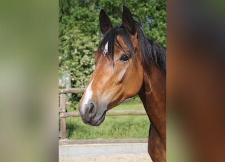 Trakehner Mix, Mare, 5 years, 15.3 hh, Brown