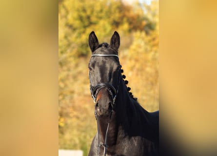 Trakehner, Mare, 5 years, 16,1 hh, Bay-Dark