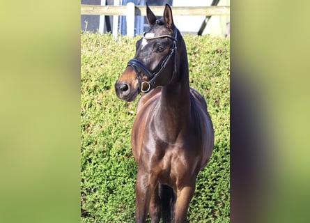 Trakehner, Mare, 5 years, 16.1 hh, Bay-Dark