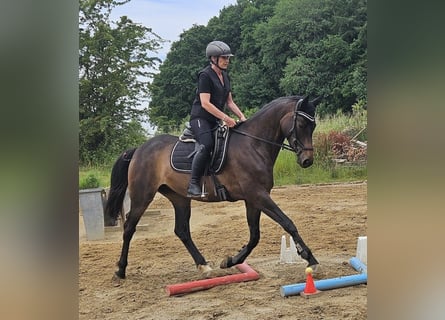 Trakehner, Mare, 5 years, 16.1 hh, Bay-Dark
