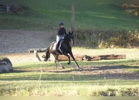 Trakehner, Mare, 5 years, 16,1 hh, Black