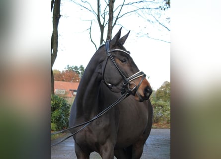 Trakehner, Mare, 5 years, 16.1 hh, Brown