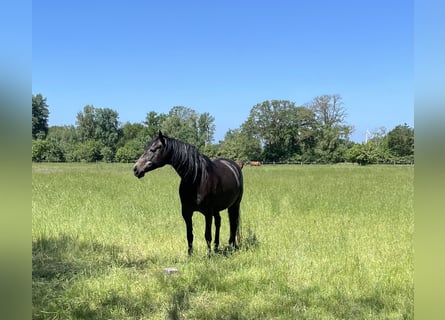 Trakehner, Mare, 5 years, 16.1 hh