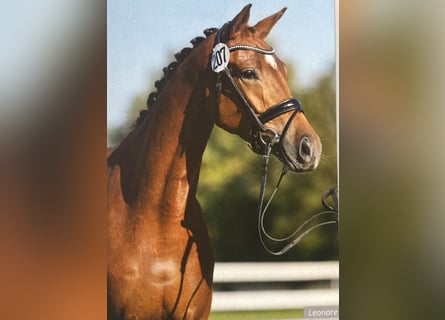 Trakehner, Mare, 5 years, 16 hh, Chestnut-Red