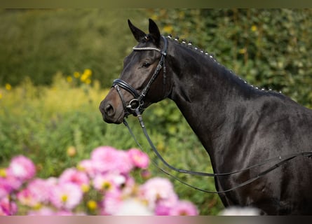 Trakehner, Mare, 5 years, 16 hh, Smoky-Black