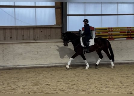 Trakehner, Mare, 5 years, 16,1 hh, Bay-Dark