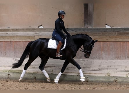 Trakehner, Mare, 5 years, 16,1 hh, Black