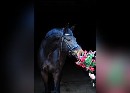 Trakehner, Mare, 5 years, 16,3 hh, Bay-Dark