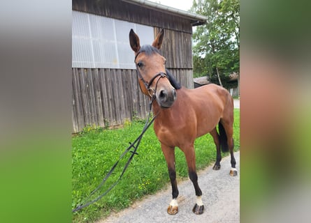 Trakehner, Mare, 5 years, 17,1 hh, Brown