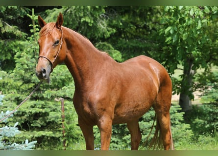 Trakehner, Mare, 6 years, 16.1 hh, Chestnut-Red