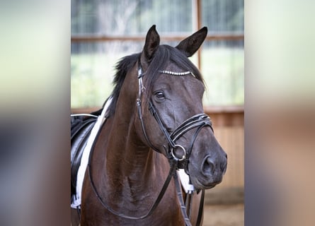 Trakehner, Mare, 6 years, 16.2 hh, Black
